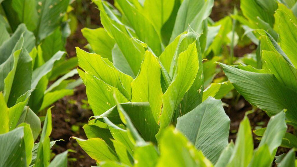 As 5 plantas antibacterianas mais eficazes para ter em casa