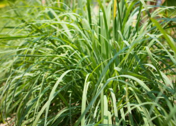 4 plantas que mantêm os carrapatos longe do quintal
