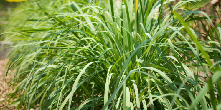 4 plantas que mantêm os carrapatos longe do quintal