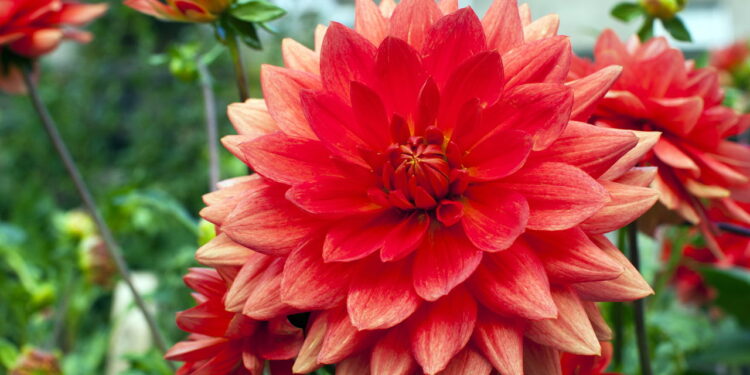 Flor conhecida por suas cores vibrantes ganha o coração por ser fácil de ter em casa