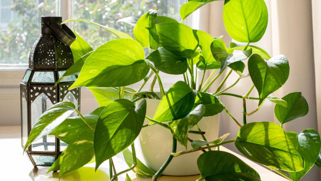 As melhores 4 plantas que decoram e purificam qualquer ambiente