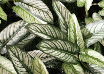 As 3 plantas mais venenosas encontradas em quintais brasileiros