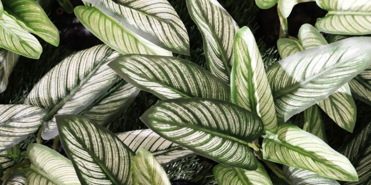 As 3 plantas mais venenosas encontradas em quintais brasileiros