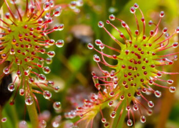As 4 plantas carnívoras mais fáceis de cultivar em casa