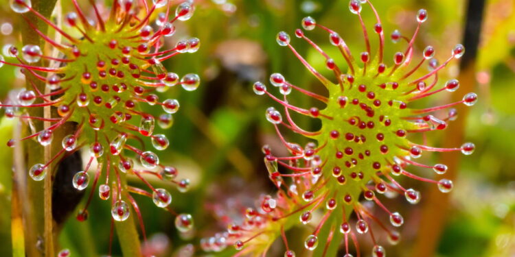 As 4 plantas carnívoras mais fáceis de cultivar em casa