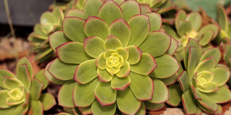 As 6 melhores plantas para quem tem pouco espaço em casa