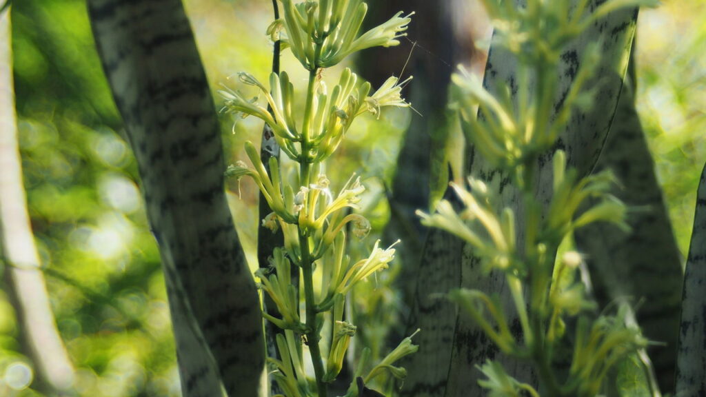 As 3 plantas mais poderosas para atrair saúde e proteção espiritual