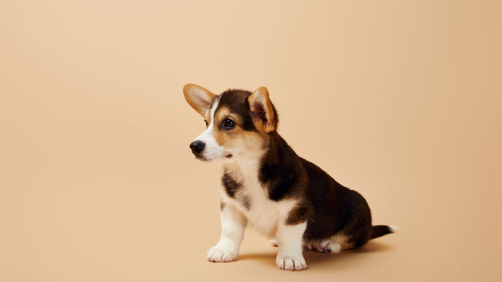 O que os nomes de pets revelam sobre a personalidade dos donos