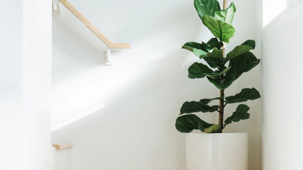 As 5 plantas tendência no Pinterest para decorar a sua casa