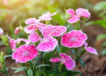 Flor famosa pela beleza e aroma é a escolha perfeita para um jardim deslumbrante!
