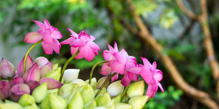 Essas são as formas mais fáceis e rápidas para cultivar a flor de lótus em casa!