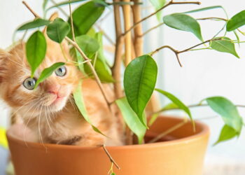O que seu gato está tentando dizer quando mastiga suas plantas