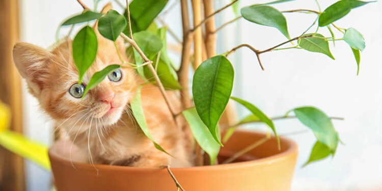 O que seu gato está tentando dizer quando mastiga suas plantas