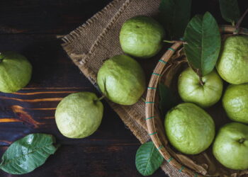 Cultive goiaba em vasos pequenos e tenha frutas frescas o ano todo