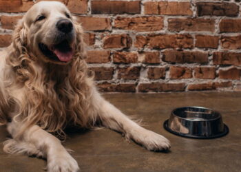 Os nomes mais perfeitos para Golden Retriever segundo especialistas