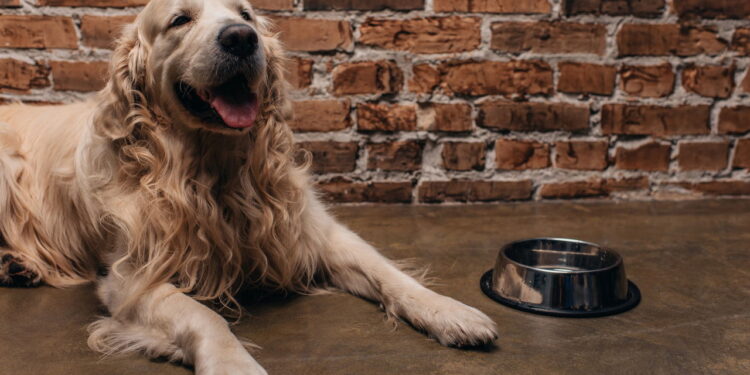 Os nomes mais perfeitos para Golden Retriever segundo especialistas