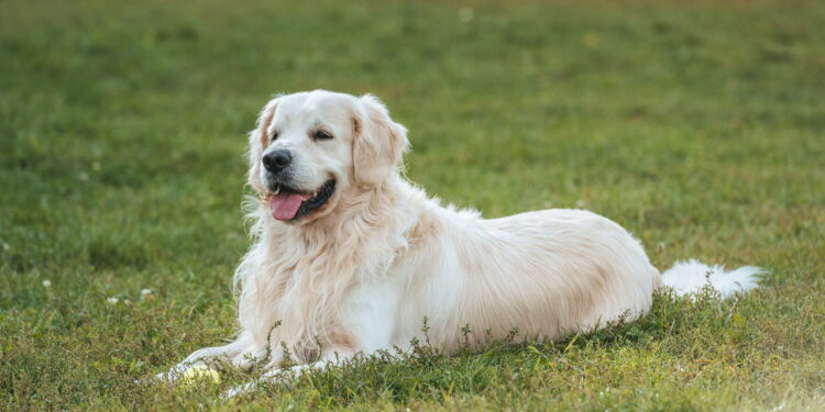 Seu pet vive destruindo o jardim o que está por trás disso