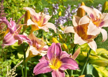 9 plantas perenes para plantar em julho para um jardim exuberante no final do verão