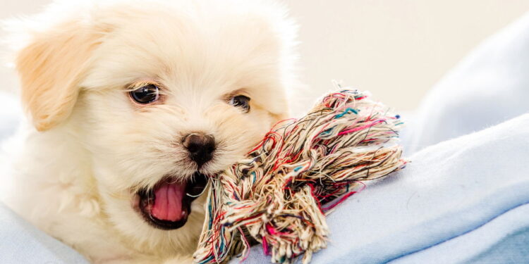 As melhores raças de cães calmos para apartamento em 2025