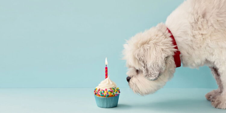 Quer ter um pet em apartamento? Essas raças vão te surpreender