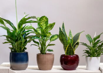 As 5 melhores plantas que deixam o ar da sua casa mais saudável e puro