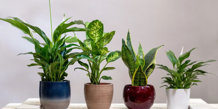 As 5 melhores plantas que deixam o ar da sua casa mais saudável e puro