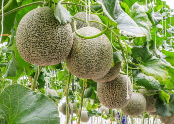 Essa fruta além de super saudável não oferece dificuldade para cultivar em casa!