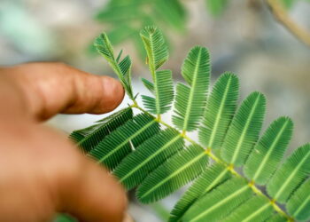 Saiba quais são as 5 plantas que dormem à noite