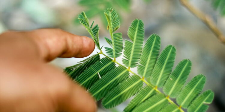Saiba quais são as 5 plantas que dormem à noite