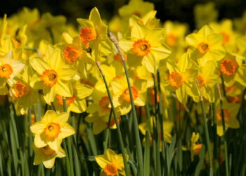 Flor surpreende não apenas pela sua beleza mas pela facilidade de cultivar