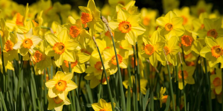 Flor surpreende não apenas pela sua beleza mas pela facilidade de cultivar