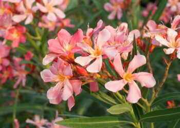 As 5 plantas mais perigosas para pele que causam alergias