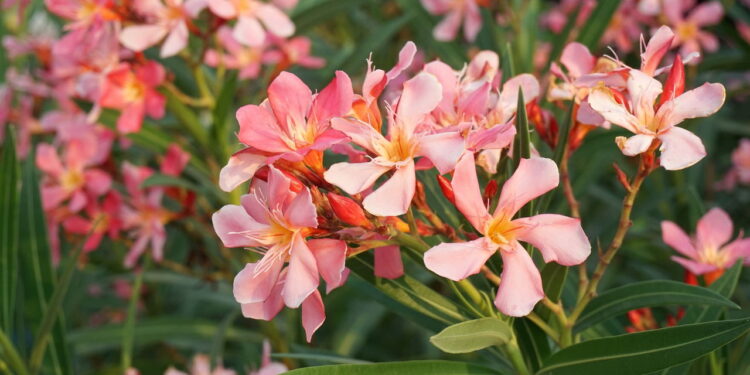 As 5 plantas mais perigosas para pele que causam alergias