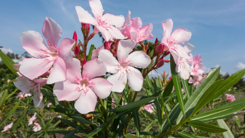As 3 plantas mais venenosas encontradas em quintais brasileiros