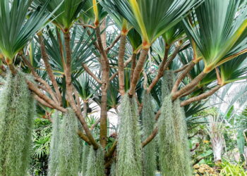 As 4 plantas mais resistentes ao vento para jardins abertos