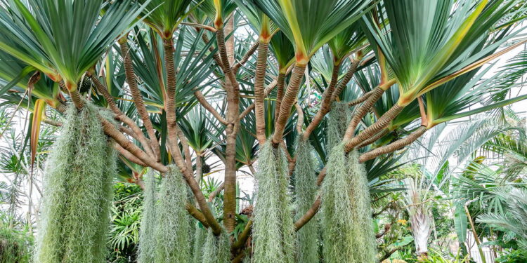 As 4 plantas mais resistentes ao vento para jardins abertos