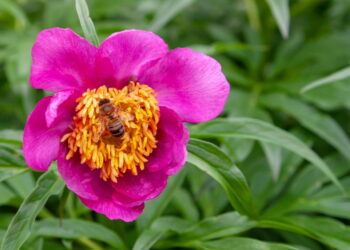 Além dessa flor ter um charme irresistível ela ainda não te dá trabalho ao cultivá-la