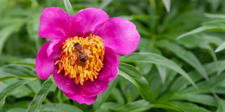 Além dessa flor ter um charme irresistível ela ainda não te dá trabalho ao cultivá-la