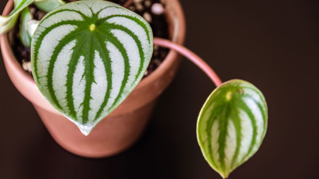 As 6 plantas mais bonitas para transformar a decoração da sua casa