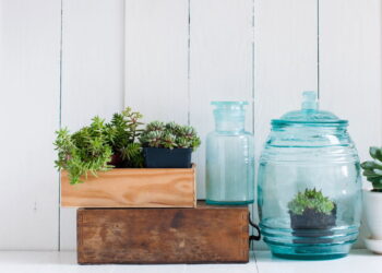 As 5 melhores plantas que afastam insetos naturalmente!