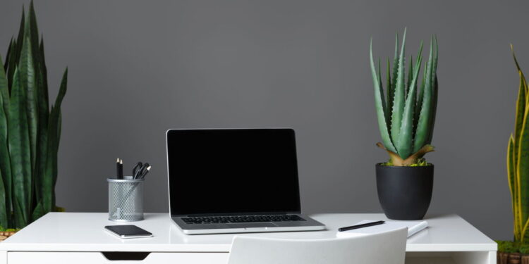 As 4 plantas perfeitas para o seu escritório ou ambiente de trabalho!
