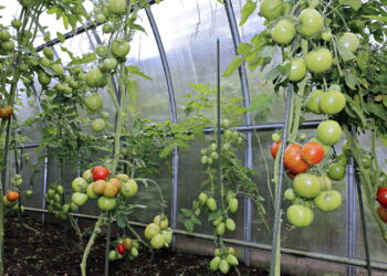 As 5 melhores plantas frutíferas ideais para cultivar dentro de casa!