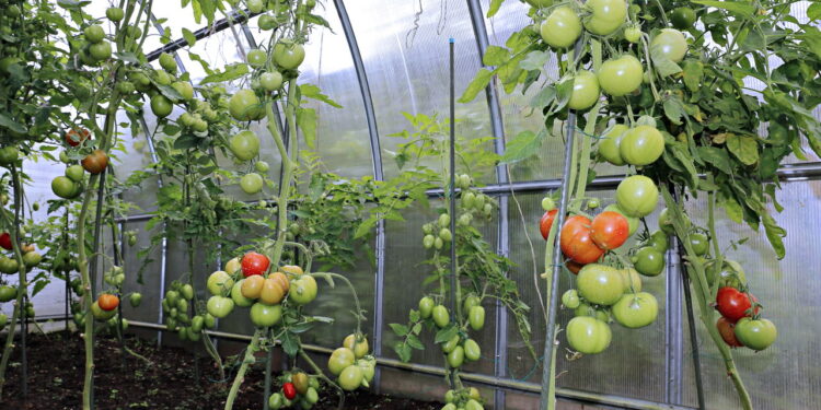 As 5 melhores plantas frutíferas ideais para cultivar dentro de casa!