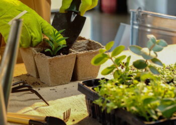 As 5 plantas que você pode usar tanto na comida quanto na decoração