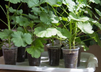 As 5 plantas que dizem proteger a casa contra energias negativas