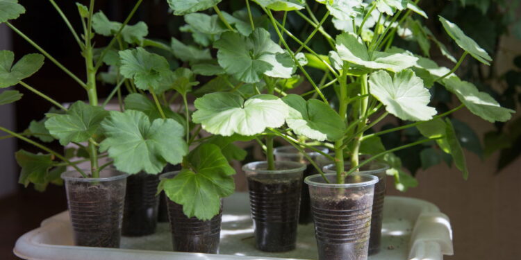 As 5 plantas que dizem proteger a casa contra energias negativas