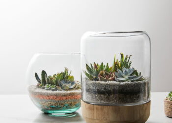 As 5 plantas de baixo custo que você pode cultivar na sua varanda ou janela