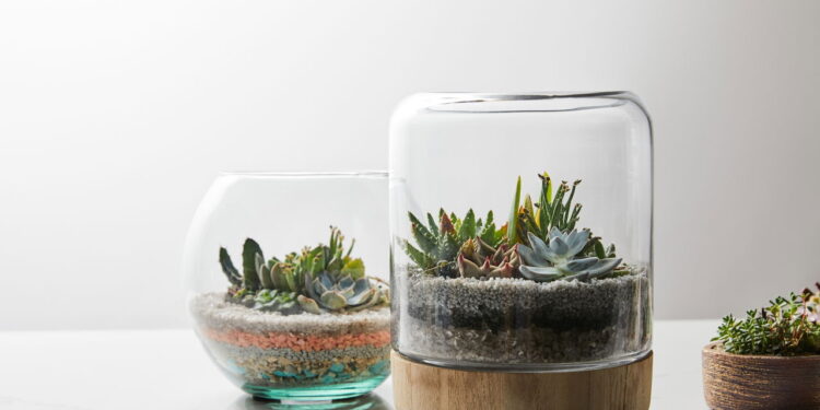 As 5 plantas de baixo custo que você pode cultivar na sua varanda ou janela