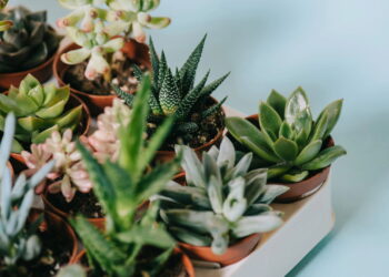 As 5 plantas que ajudam a reduzir a poluição sonora em casa!