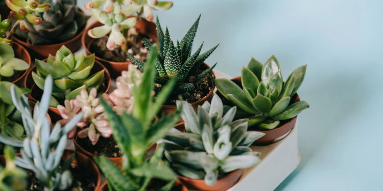 As 5 plantas que ajudam a reduzir a poluição sonora em casa!